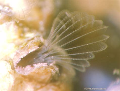 Feeding Barnacle - Wading-In Photography