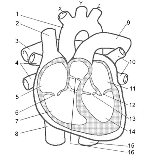 Label The Heart Worksheets