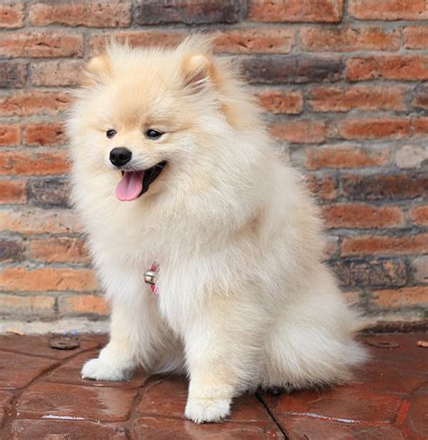 Pomeranian Haircut Styles - Expert Groomer Explains