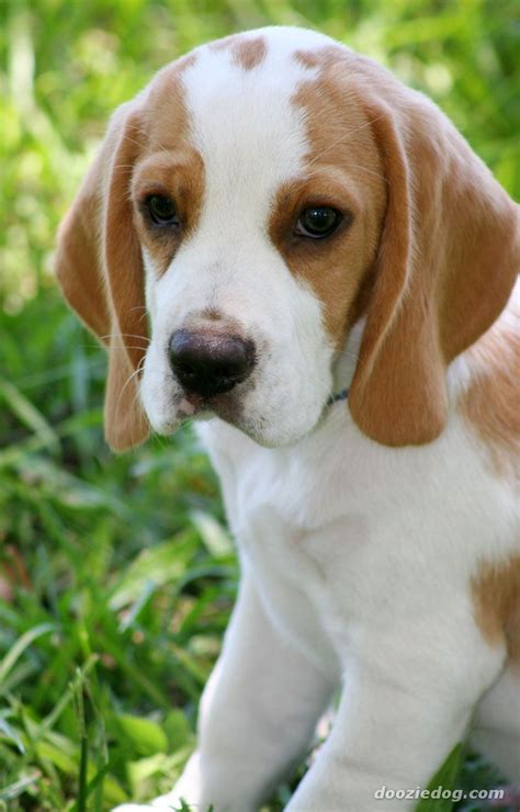 Lemon Beagle Puppy | Beagle Puppy