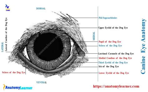 Dog Eye Anatomy - Eyeball, Eyelids, and Muscles with Diagram ...