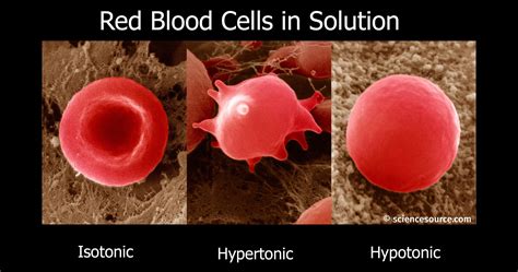 Red Blood Cells Microscope Hypertonic