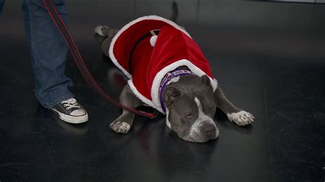 Adopt A Pet: ABRA Rescue Angels | WGN-TV