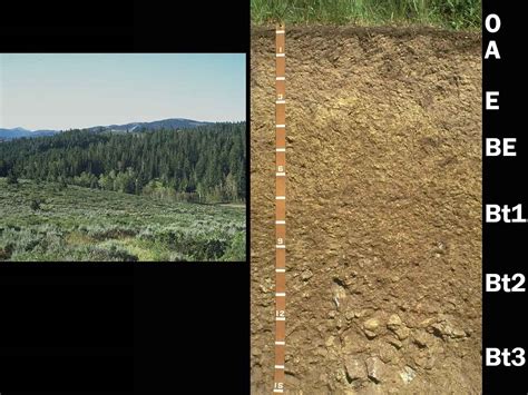 Alfisols | Soil & Water Systems | University of Idaho