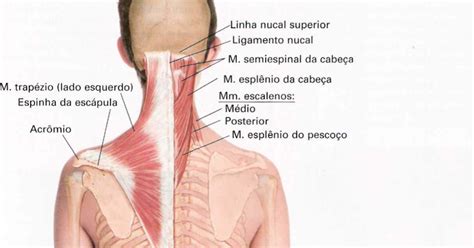 Vida Boa: Relaxamento do músculo Trapézio