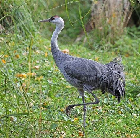 Hooded crane - Alchetron, The Free Social Encyclopedia