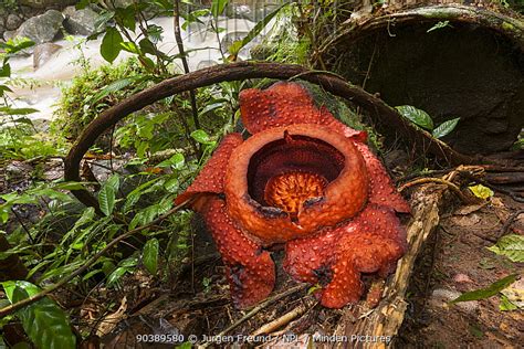 Rafflesia stock photo - Minden Pictures