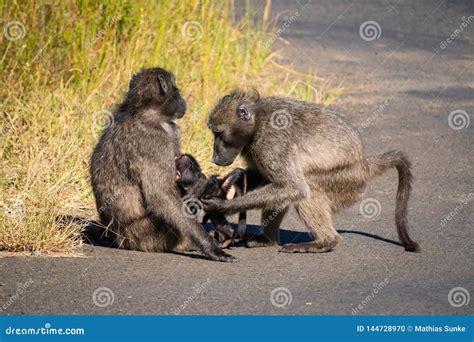 A Baboon Family with Its Baby Stock Photo - Image of father, jungle: 144728970