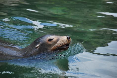 California Sea Lion Swimming | Flickr - Photo Sharing!