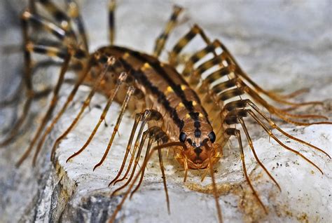 Centipedes Identification Tips and Fact Sheet