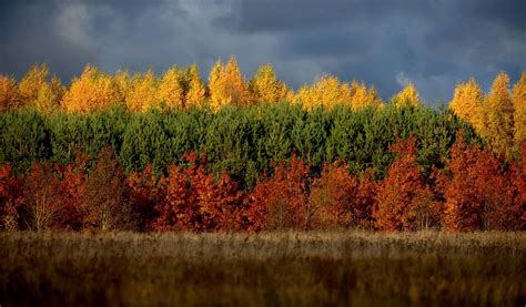 Lithuania Nature Background Wallpaper 96185 - Baltana