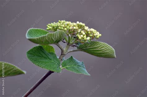 Viburnum (Viburnum lantana) blooms in spring Stock Photo | Adobe Stock