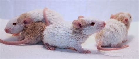 curly... | Cute rats, Baby rats, Pet rats