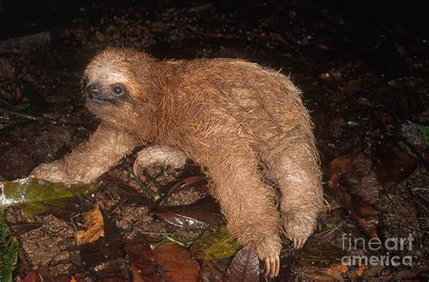 Baby Three-toed Sloth Photograph by Gregory G. Dimijian, M.D. - Fine ...