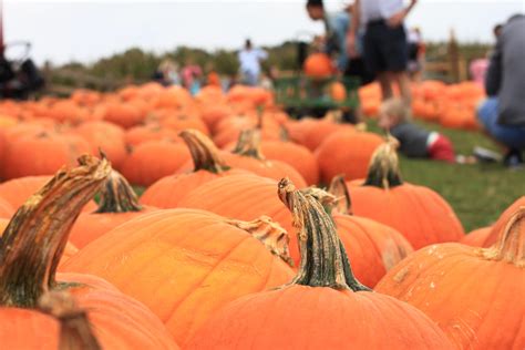 Fall on the Farm | Southern Belle Farm