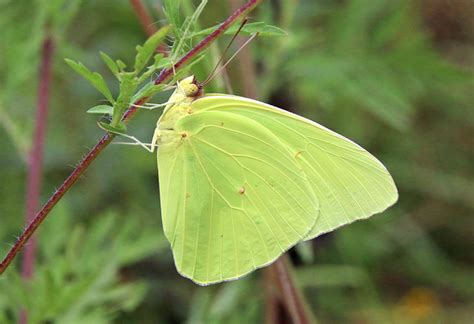 Cloudless Sulphur - Alabama Butterfly Atlas