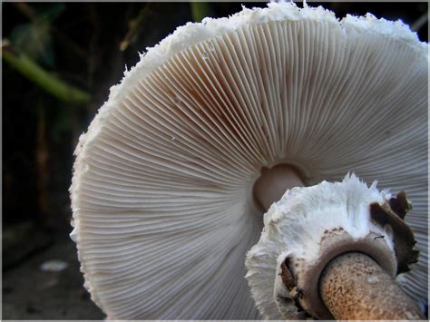 Free picture: fungus, mushroom, nature, macro, herb, detail, macro