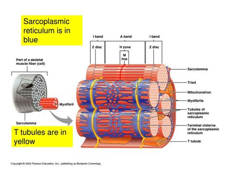 PPT - MUSCLE ANATOMY AND PHYSIOLOGY PowerPoint Presentation, free ...