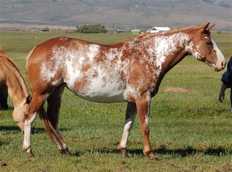 two brown and white horses standing on top of a grass covered field