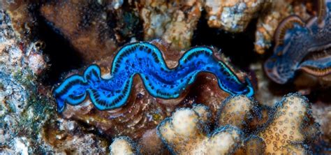 Tridacna maxima Species | Tropical Fish Hobbyist Magazine