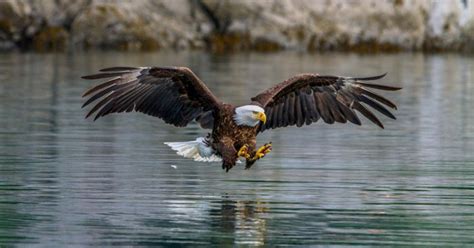 Eagle Flying Over Water