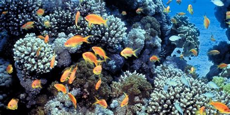 Israel and Arab neighbours join to protect Red Sea coral reefs