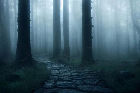 Landscape of haunted mist forest with pathway dark background, creepy and scary concept, 3d ...