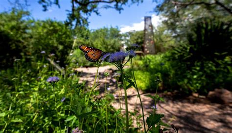 Tucson Botanical Gardens in the running to be named best in the nation