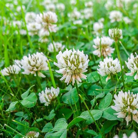 Clover in Your Lawn: Is it Lucky or Not? | Cardinal Lawns