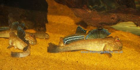 Tropical Aquarium Fish Tank Setup: Brackish African mudskipper tank