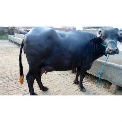 Murrah Breed Buffalo at Rs 85000 | Murrah Buffalo in Karnal | ID ...