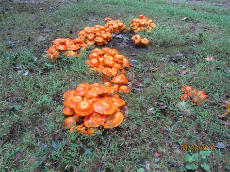 My Next 20 Years of Living: The Beautiful Orange Mushrooms