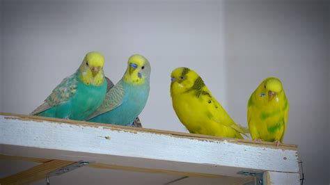 Do budgies talk to each other?