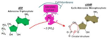 Adenylyl Cyclase Function & Pathway | Study.com