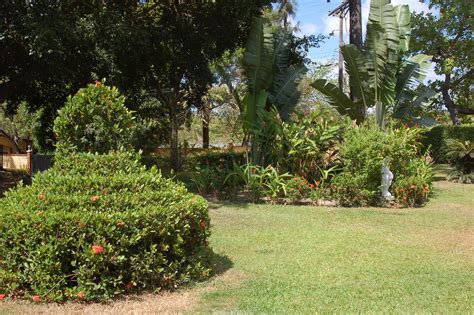 Front yard. Check out the shrubbery trimmed into the shape of a basket. There were two of them ...