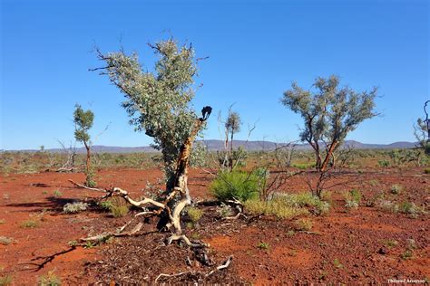 Australian Desert Plants | www.imgkid.com - The Image Kid Has It!