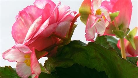 The Best Growing Conditions for Begonias | Garden Guides