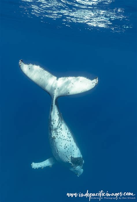 Humpback Whale Singer Encounters | Indopacificimages