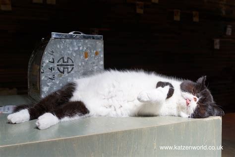 Cat Travel: Neko no Jikan Amemura - Osaka Cat Cafe Part 7 - Katzenworld