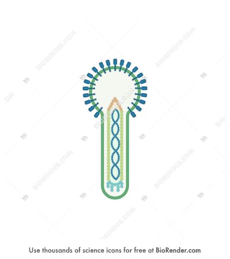 Free Baculovirus (budded) Icons, Symbols & Images | BioRender