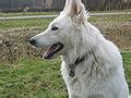 White Shepherd Dog - Wikimedia Commons