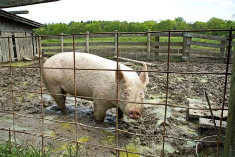 Pig in sty stock photo. Image of indiana, farms, dunes - 5335332