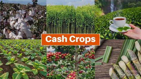 Cash Crops - What are Cash Crops, Types & Benefits