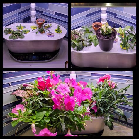 Progress pictures, went all flowers this round : aerogarden