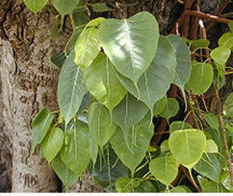 Ficus religiosa Peepul tree seeds Arasamaram Raavi peepal | Etsy