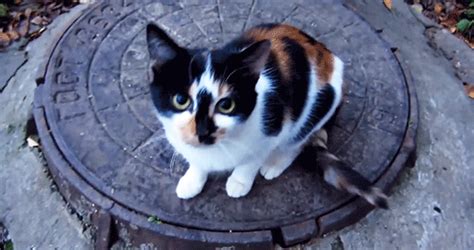 calico kitty gifs | WiffleGif