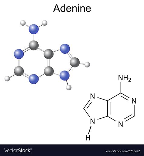 Chemical structural formula and model of adenine Vector Image