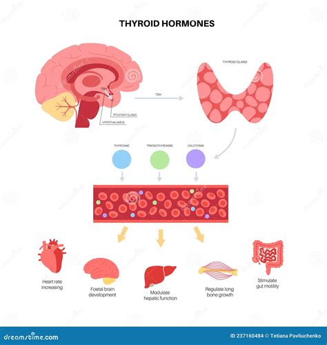 Calcitonin Thyroid Hormone Vector Illustration | CartoonDealer.com #236979464