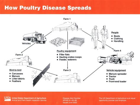 Poultry diseases