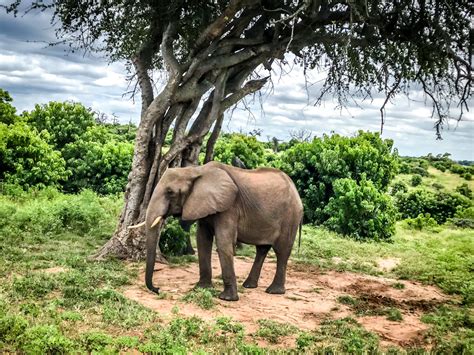 Chobe National Park Safari in Botswana Sancturary Chobe Chilwero Camp